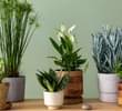 How to Choose and Care for Indoor Plants in Indore During Winter